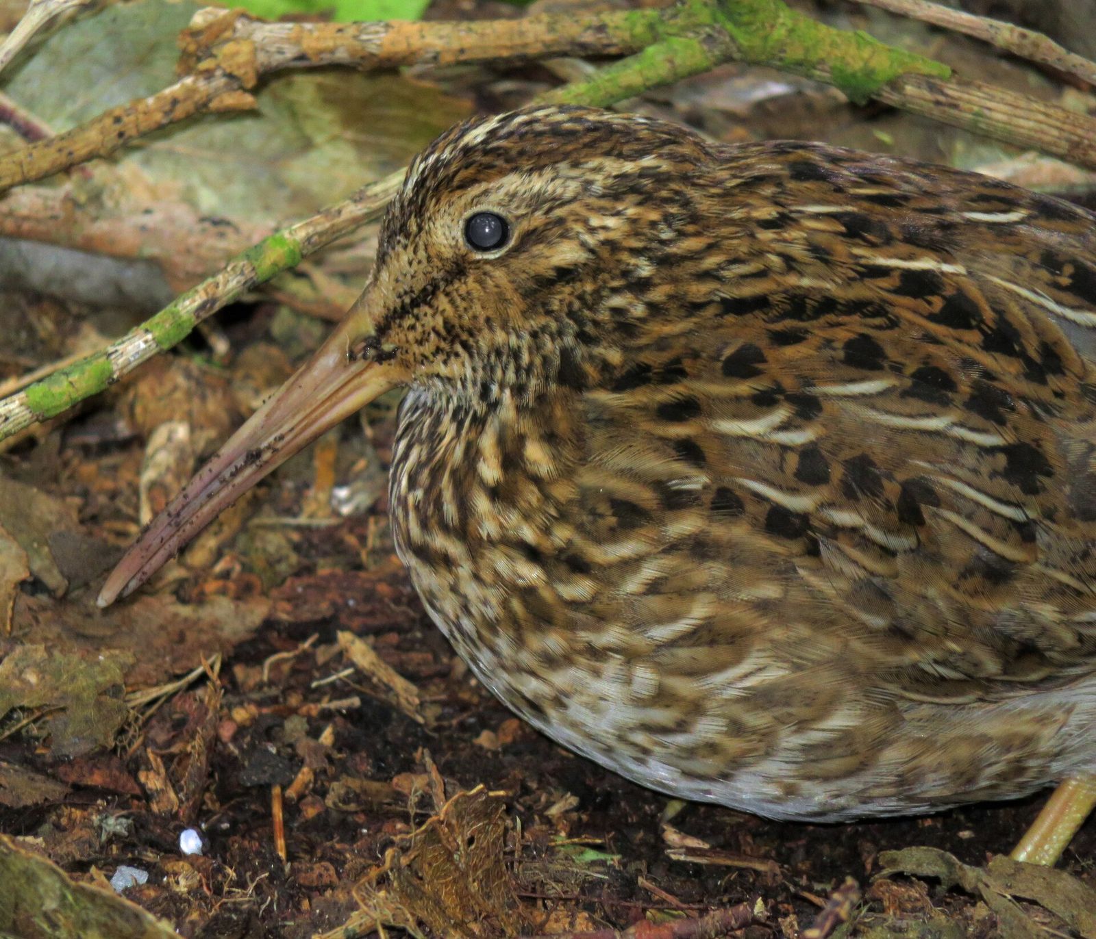 Chatham Island Snipe