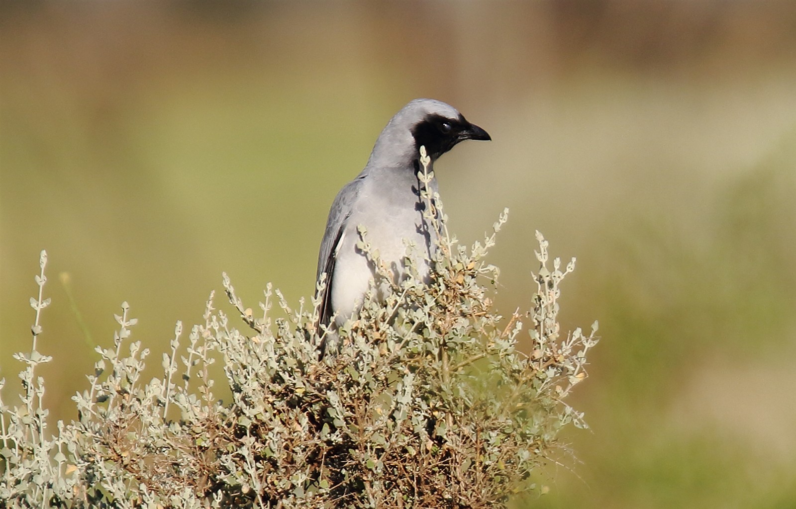 Black-faced Cuckoo-shrike