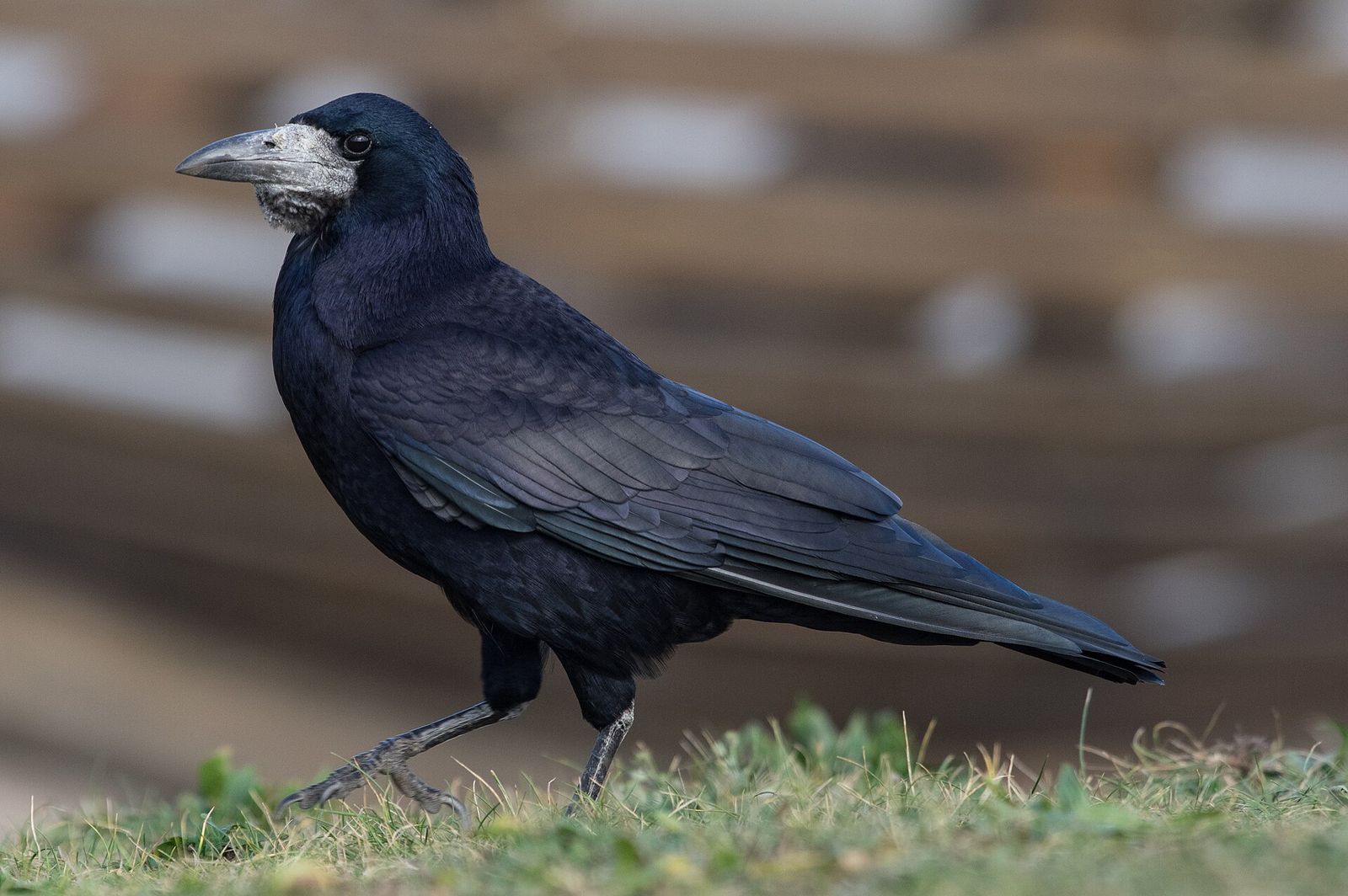 Rook