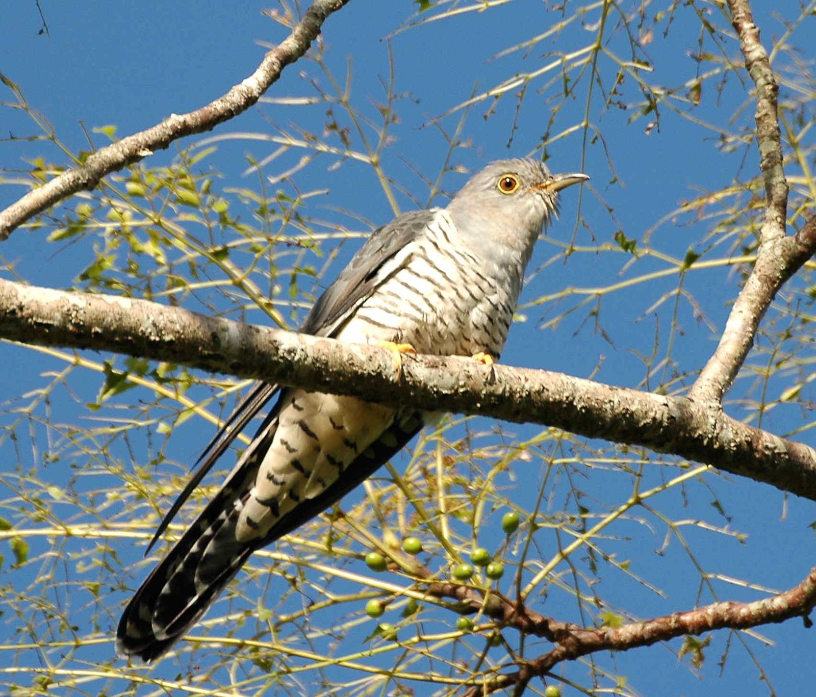 Oriental Cuckoo
