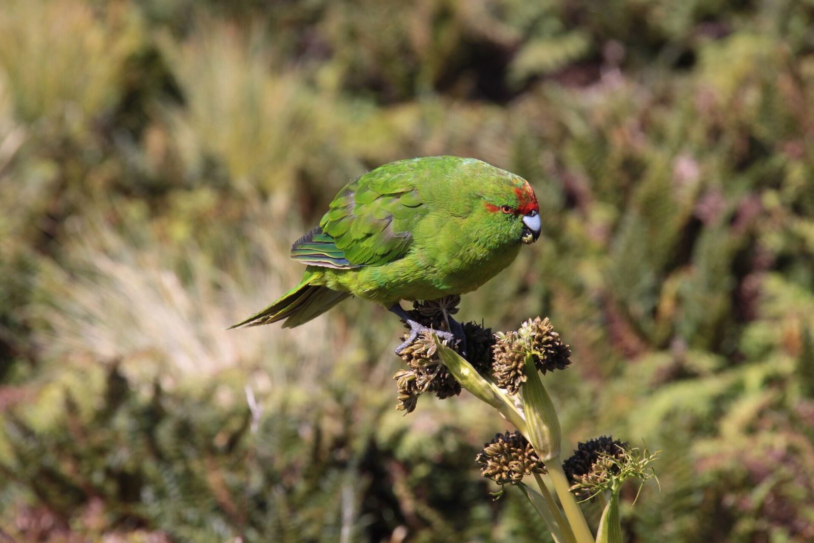 Reischek's Parakeet