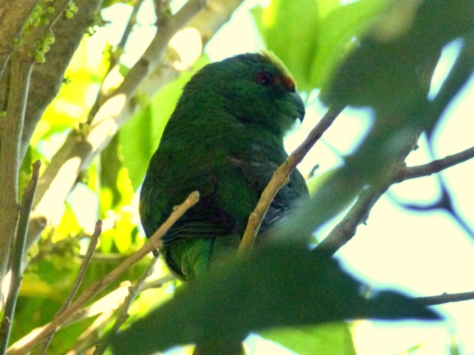 Orange-fronted Parakeet