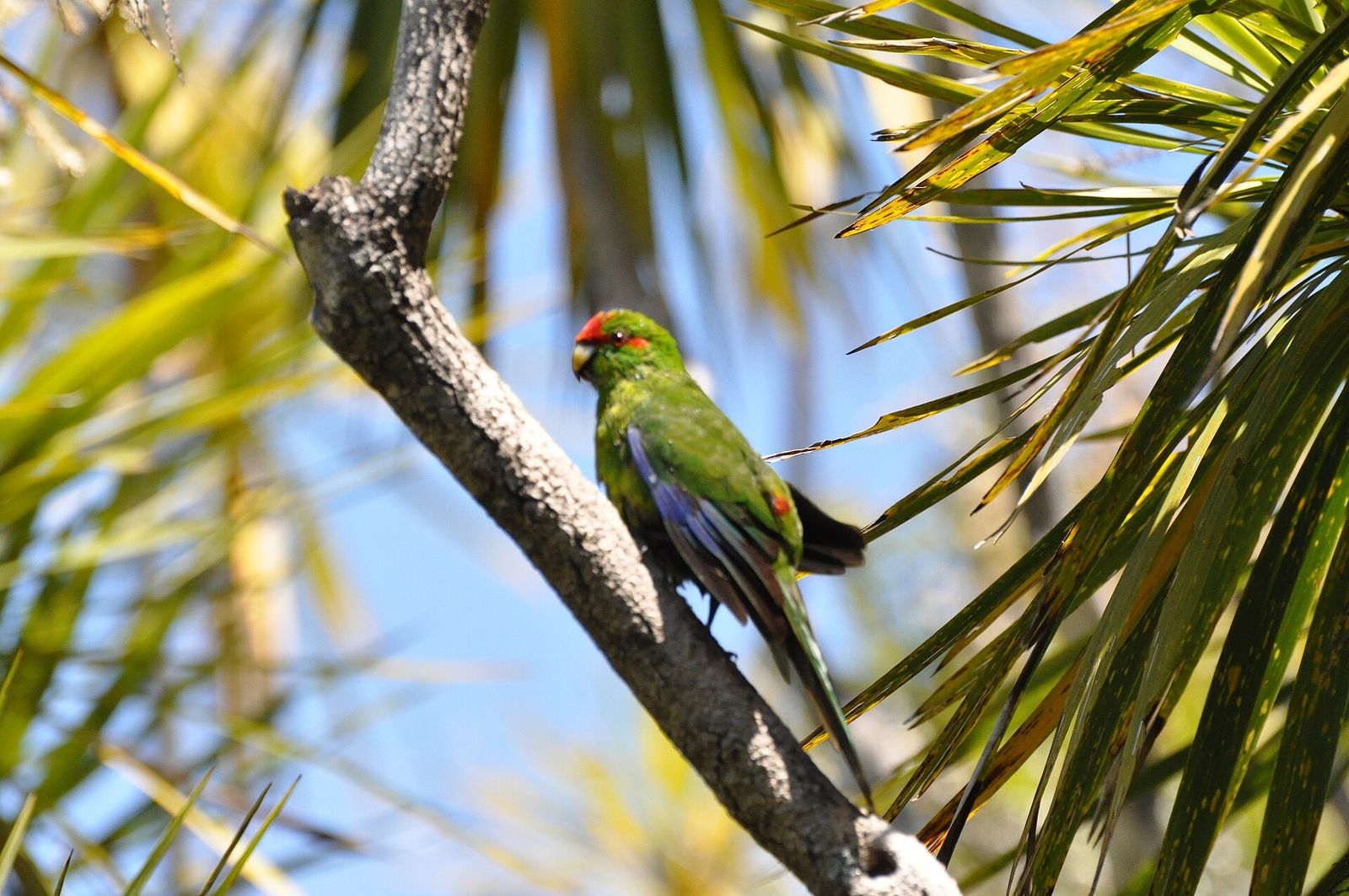 Red-crowned Parakeet