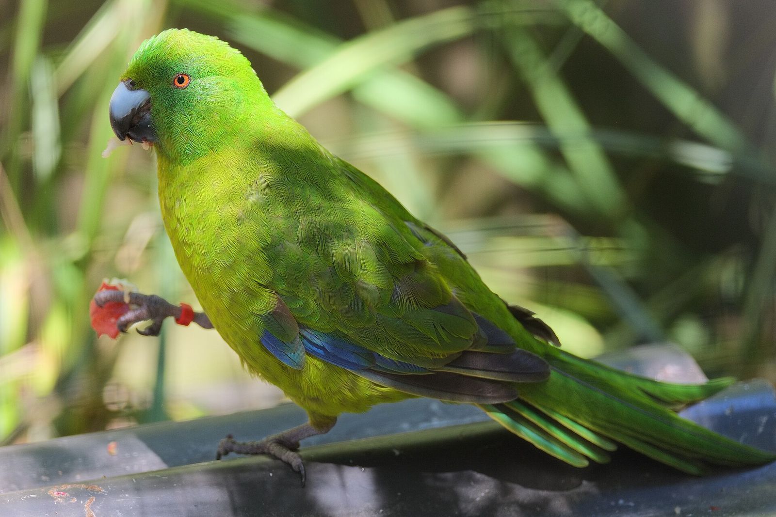 Antipodes Island Parakeet