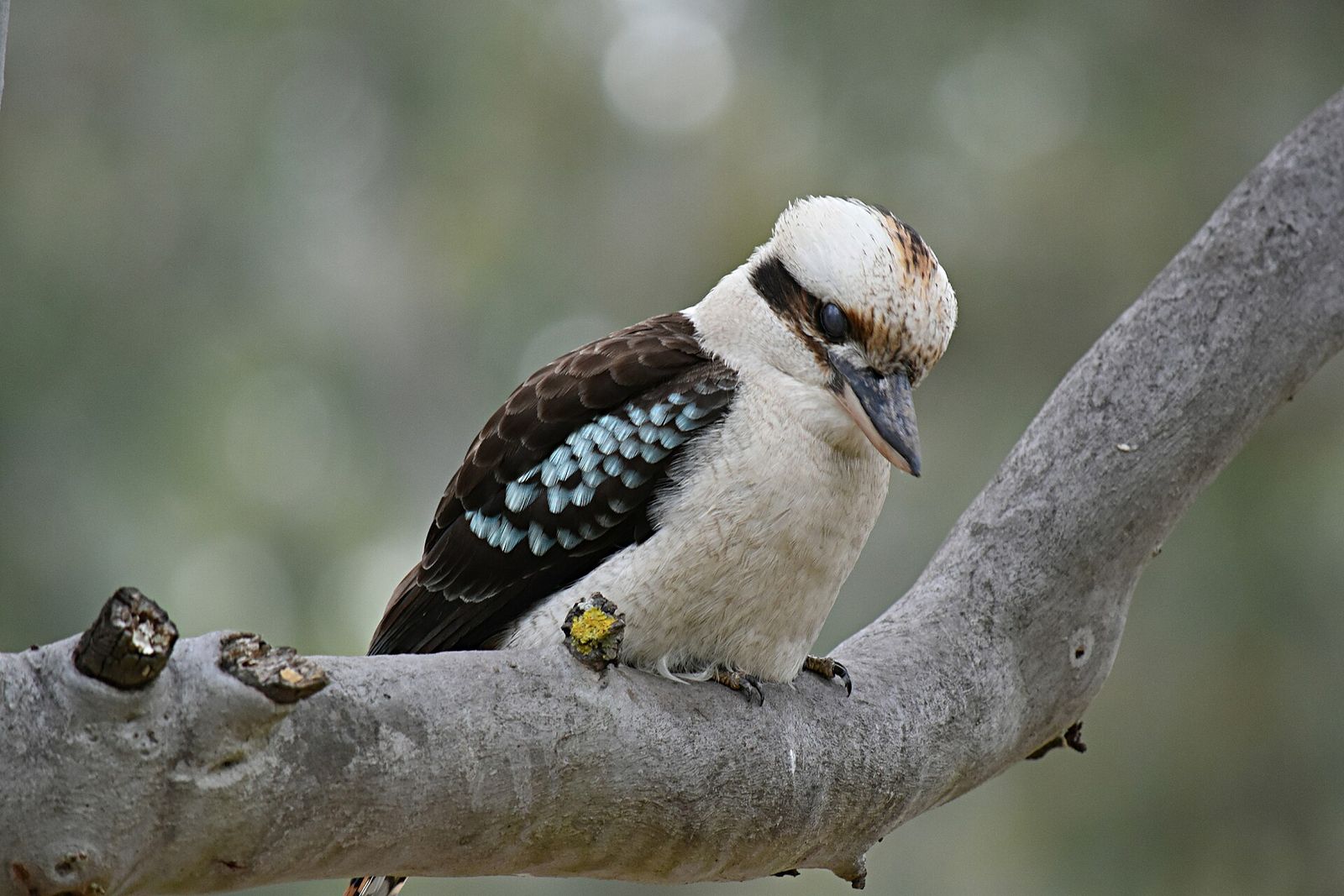 Laughing Kookaburra