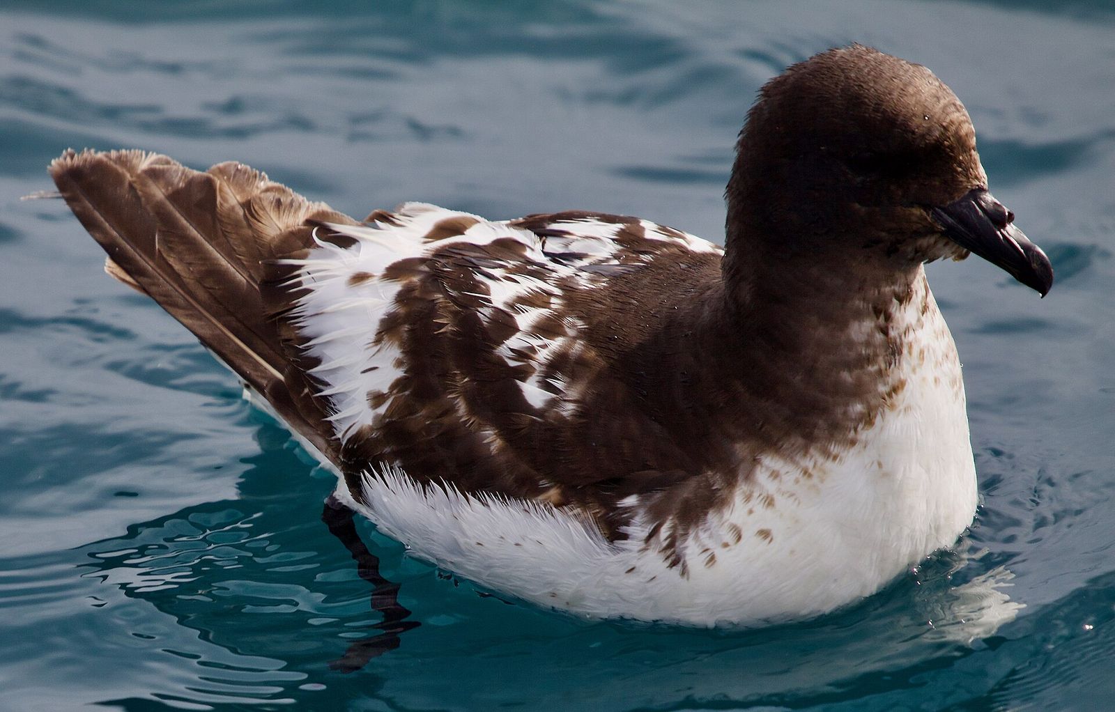 Cape Petrel
