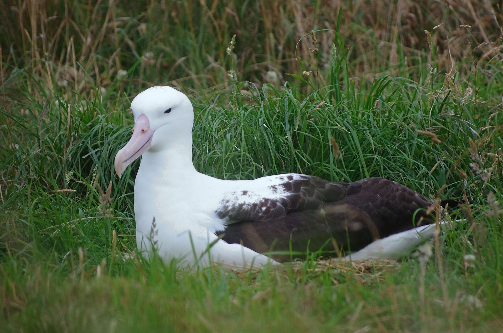 Southern Royal Albatross
