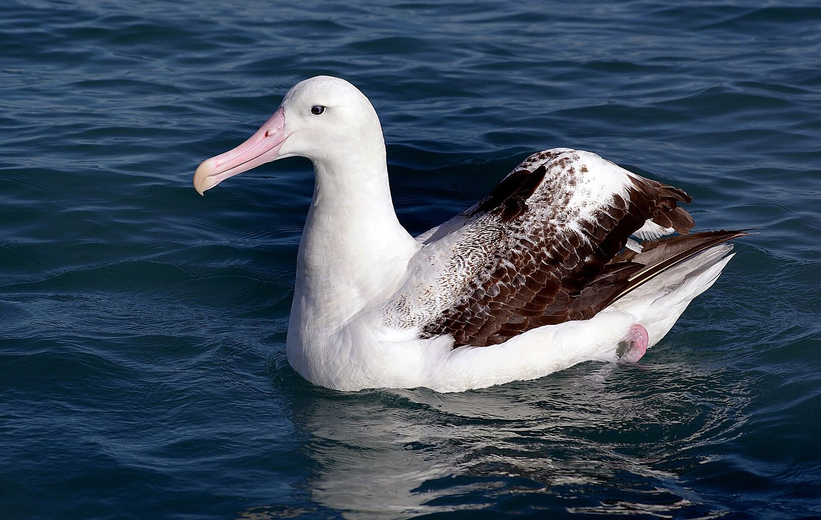 Wandering Albatross