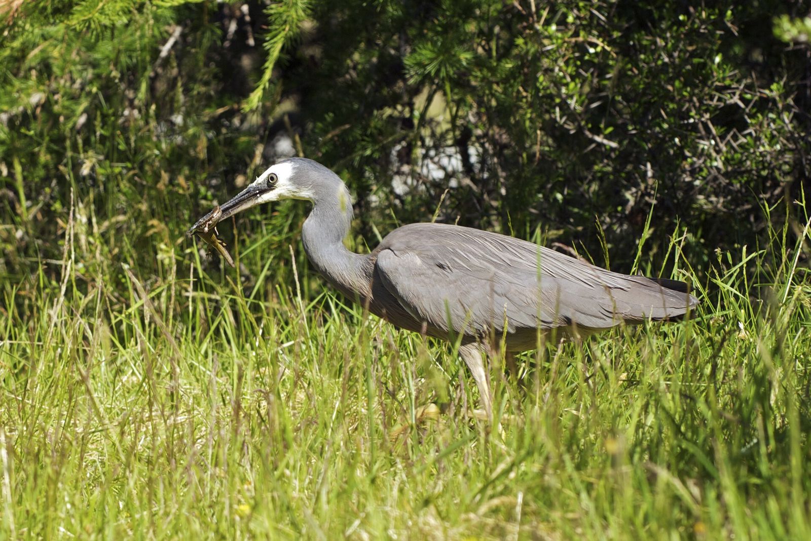 White-faced Heron
