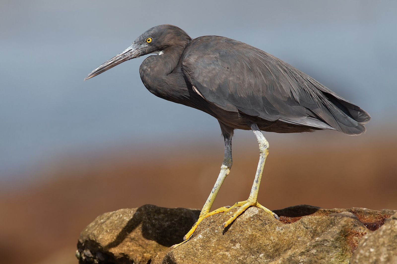 Reef Heron