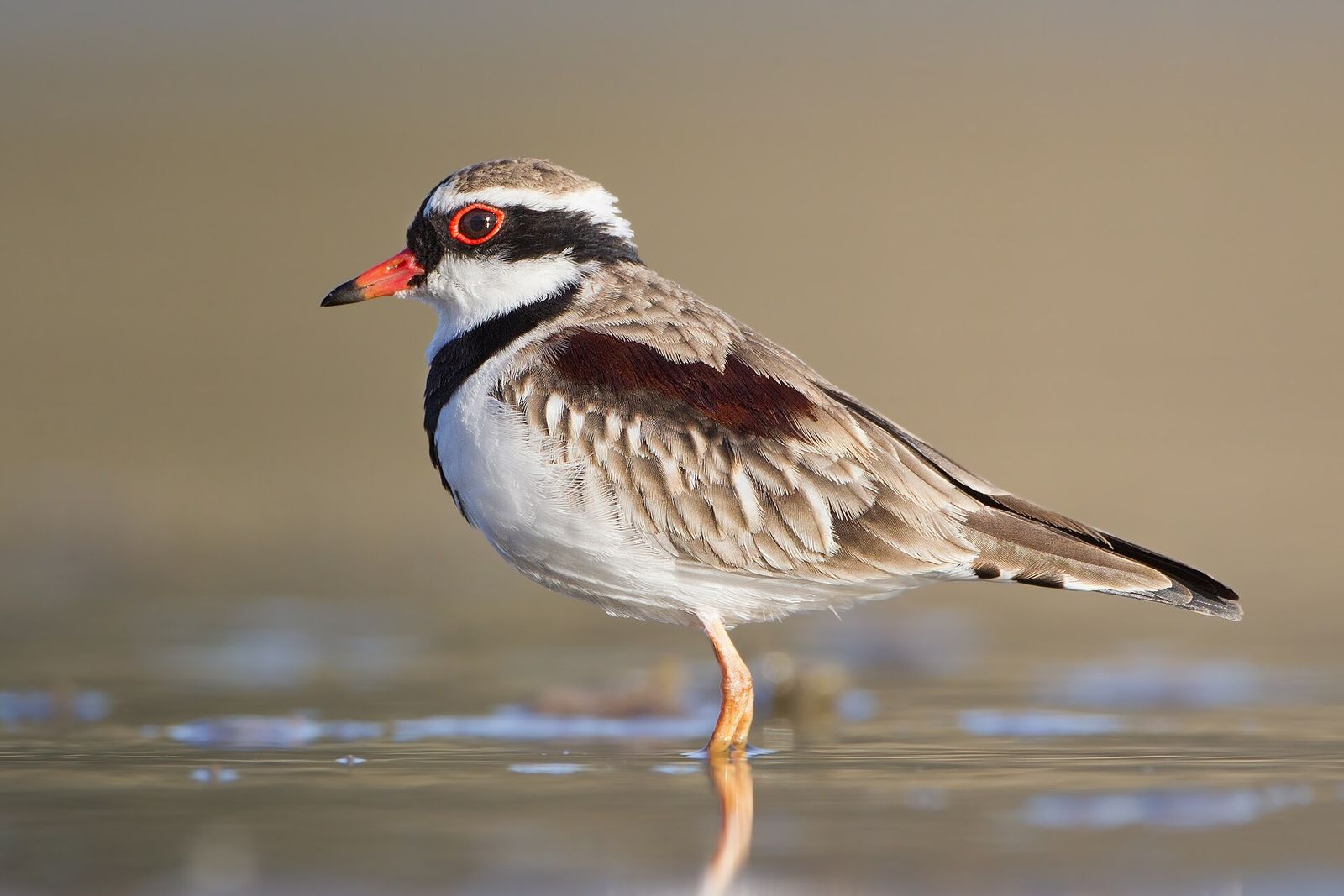Black-fronted Dotterel