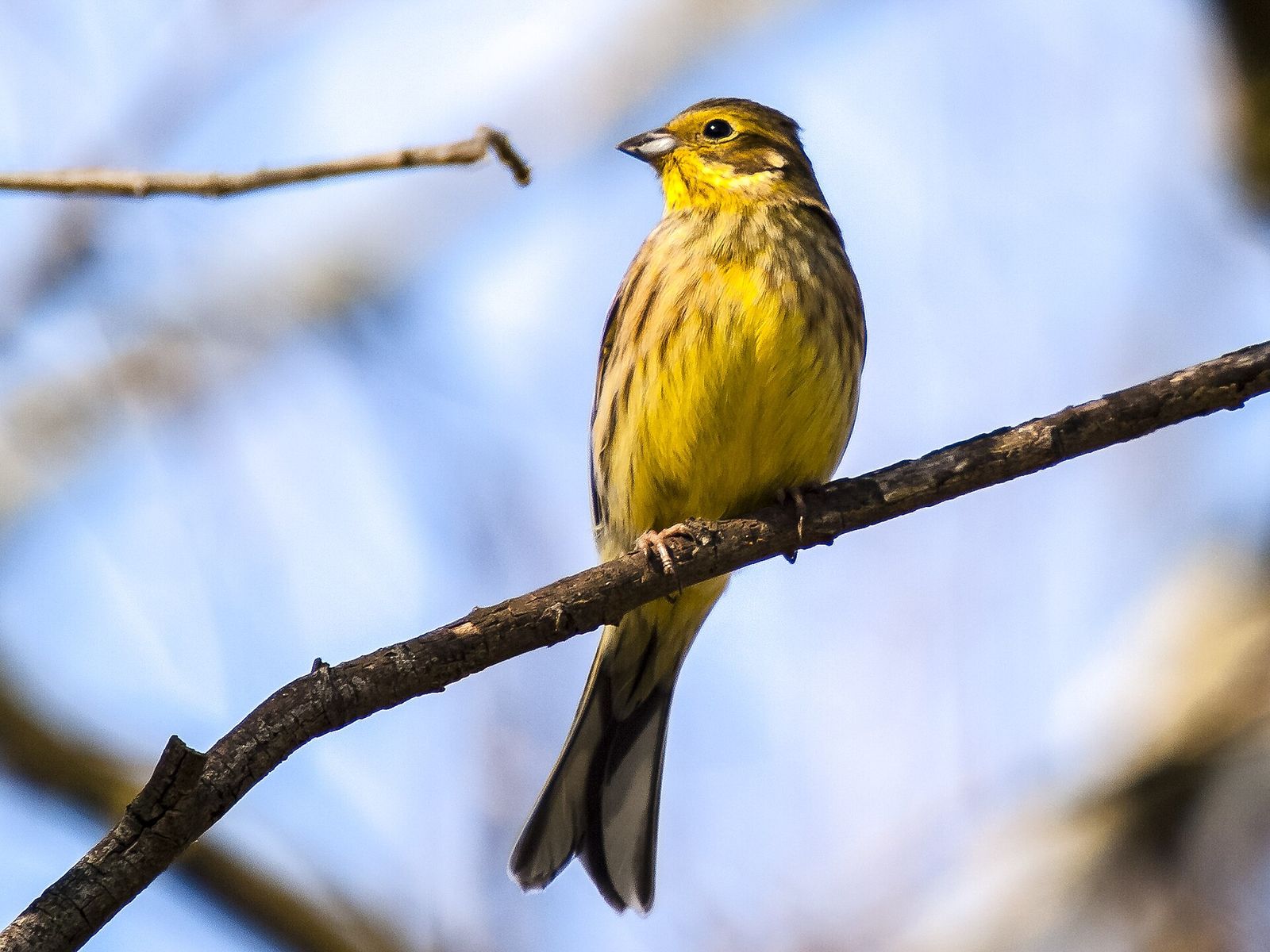 Yellowhammer