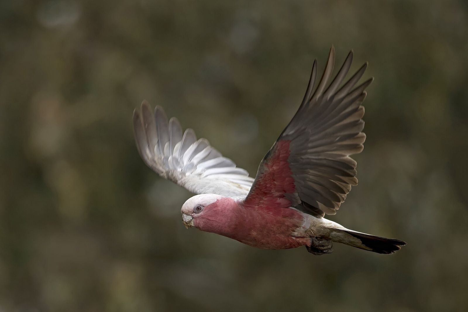 Galah