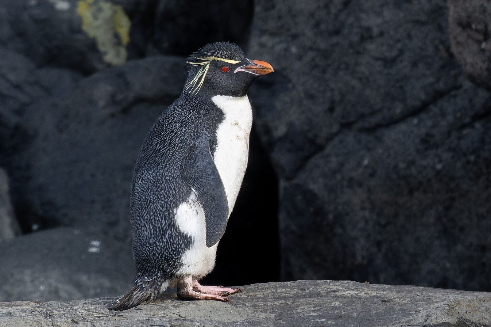 Eastern Rockhopper Penguin