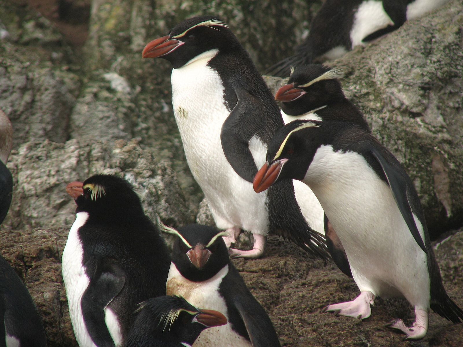 Snares Crested Penguin