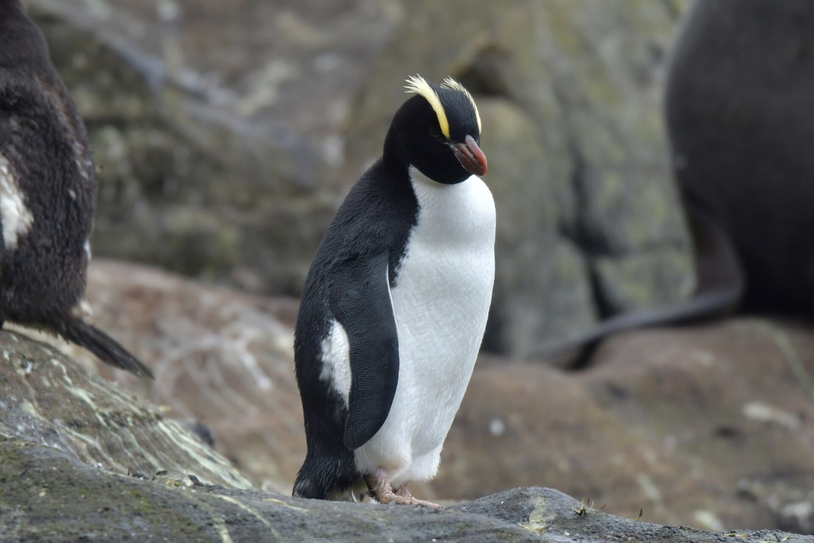 Erect-crested Penguin