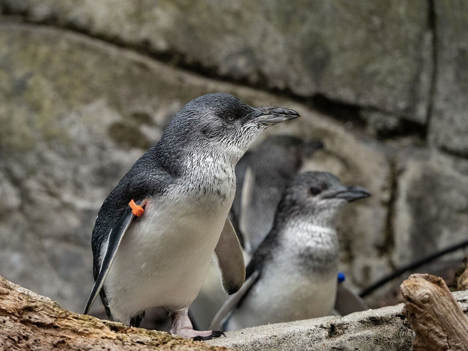 Little Penguin