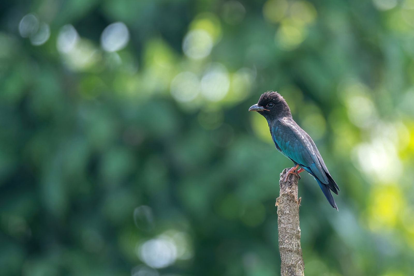Dollarbird