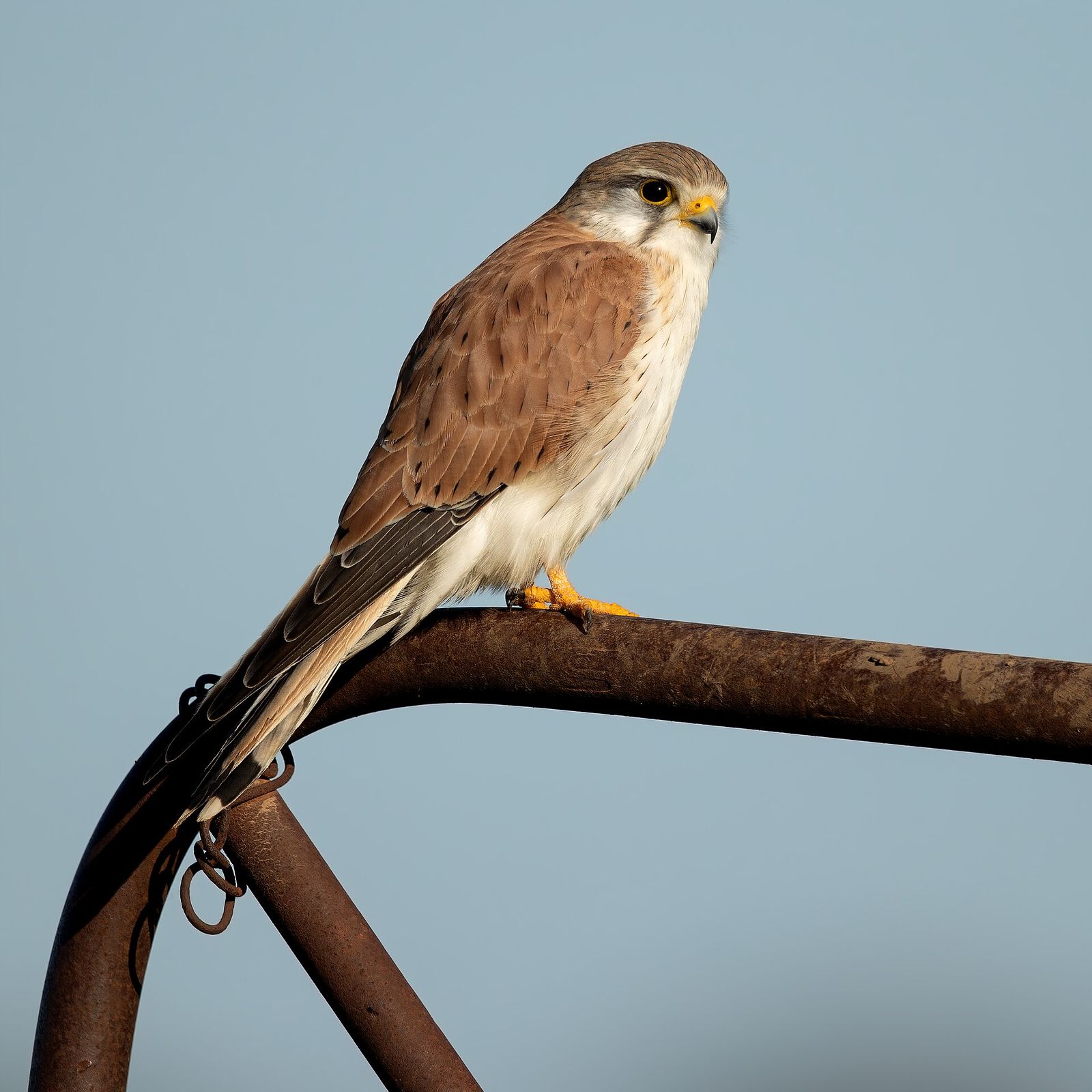 Nankeen Kestrel