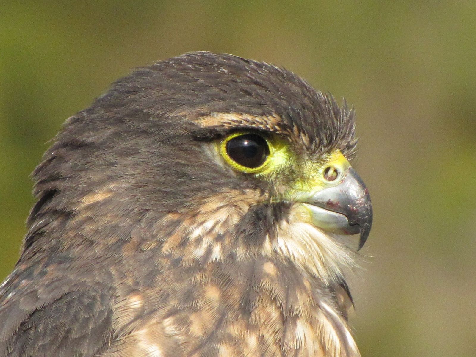 New Zealand Falcon