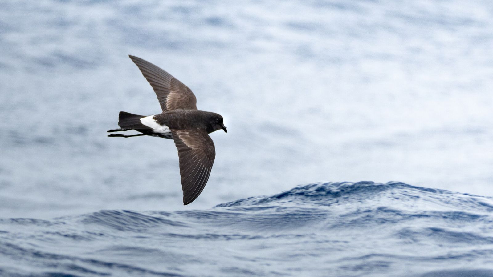 New Zealand Storm Petrel