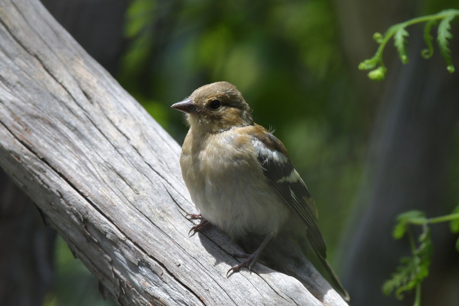 Chaffinch