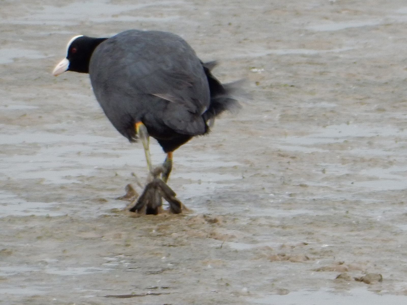 Eurasian Coot