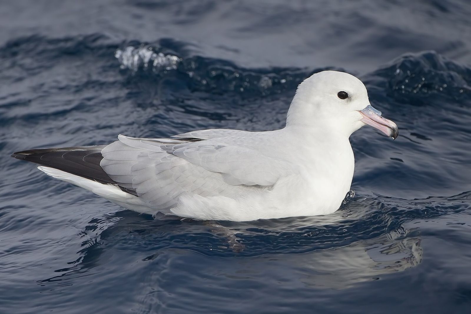 Antarctic Fulmar