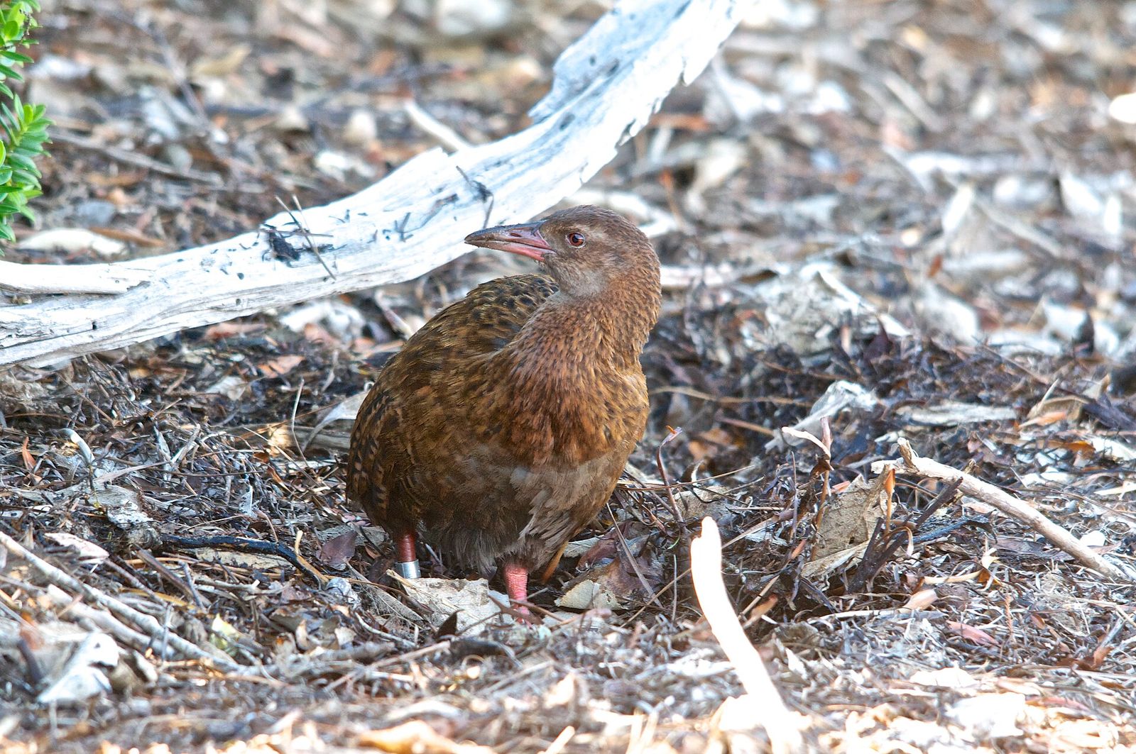 Weka