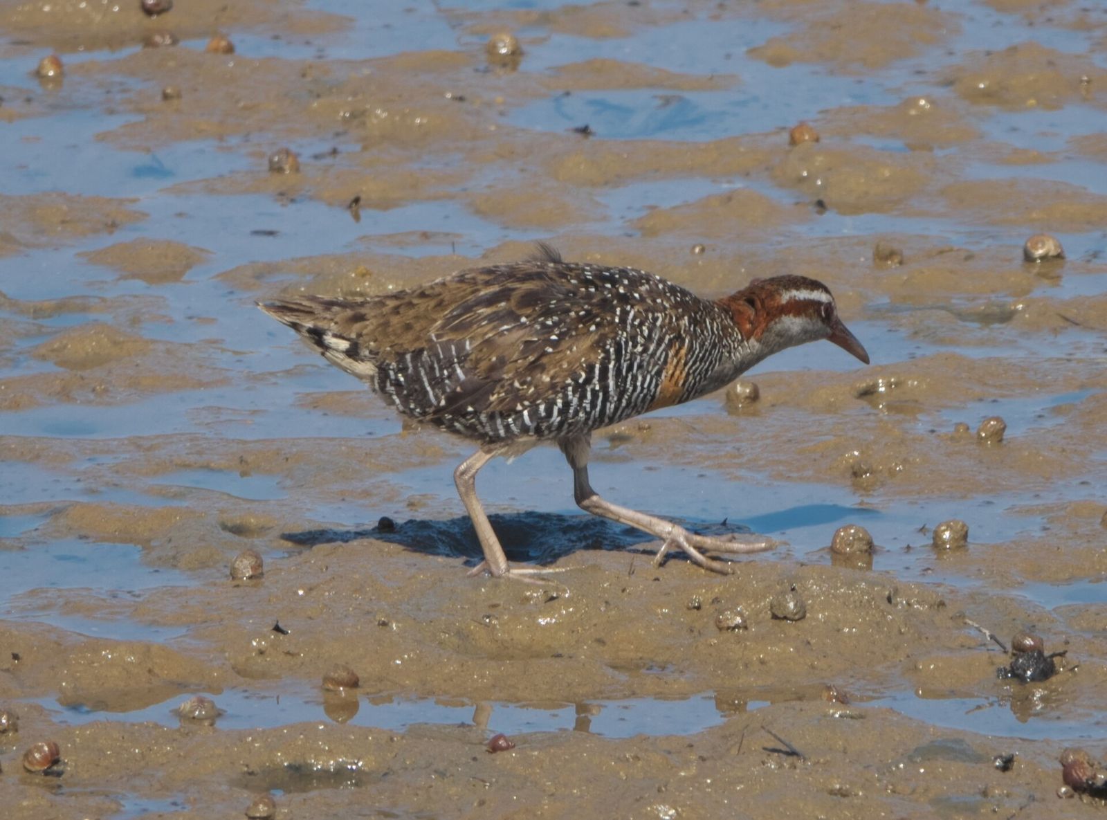 Banded Rail