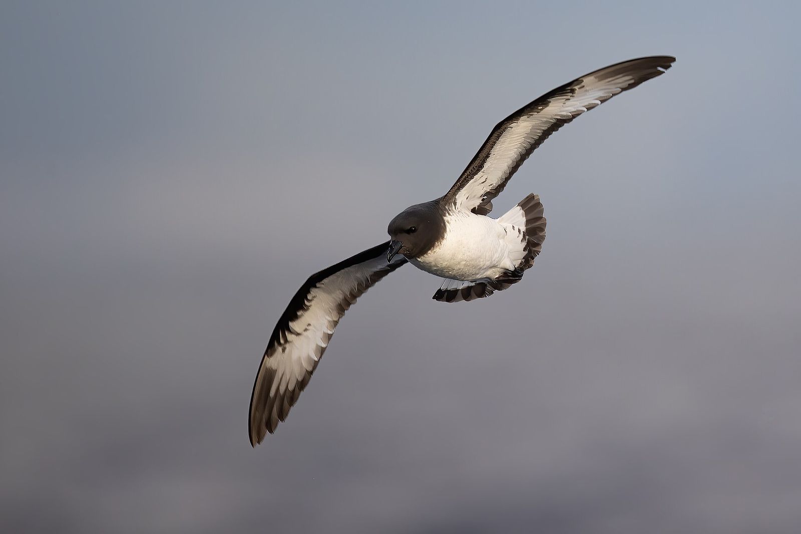 Grey-backed Storm Petrel