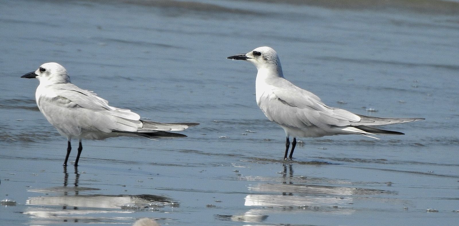 Gull-billed Tern