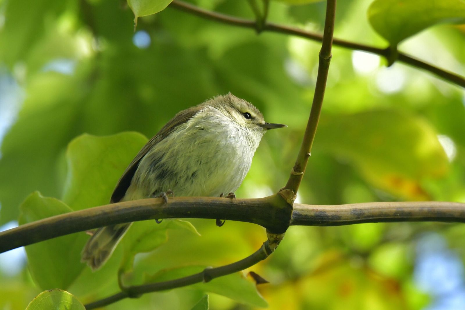 Chatham Island Warbler