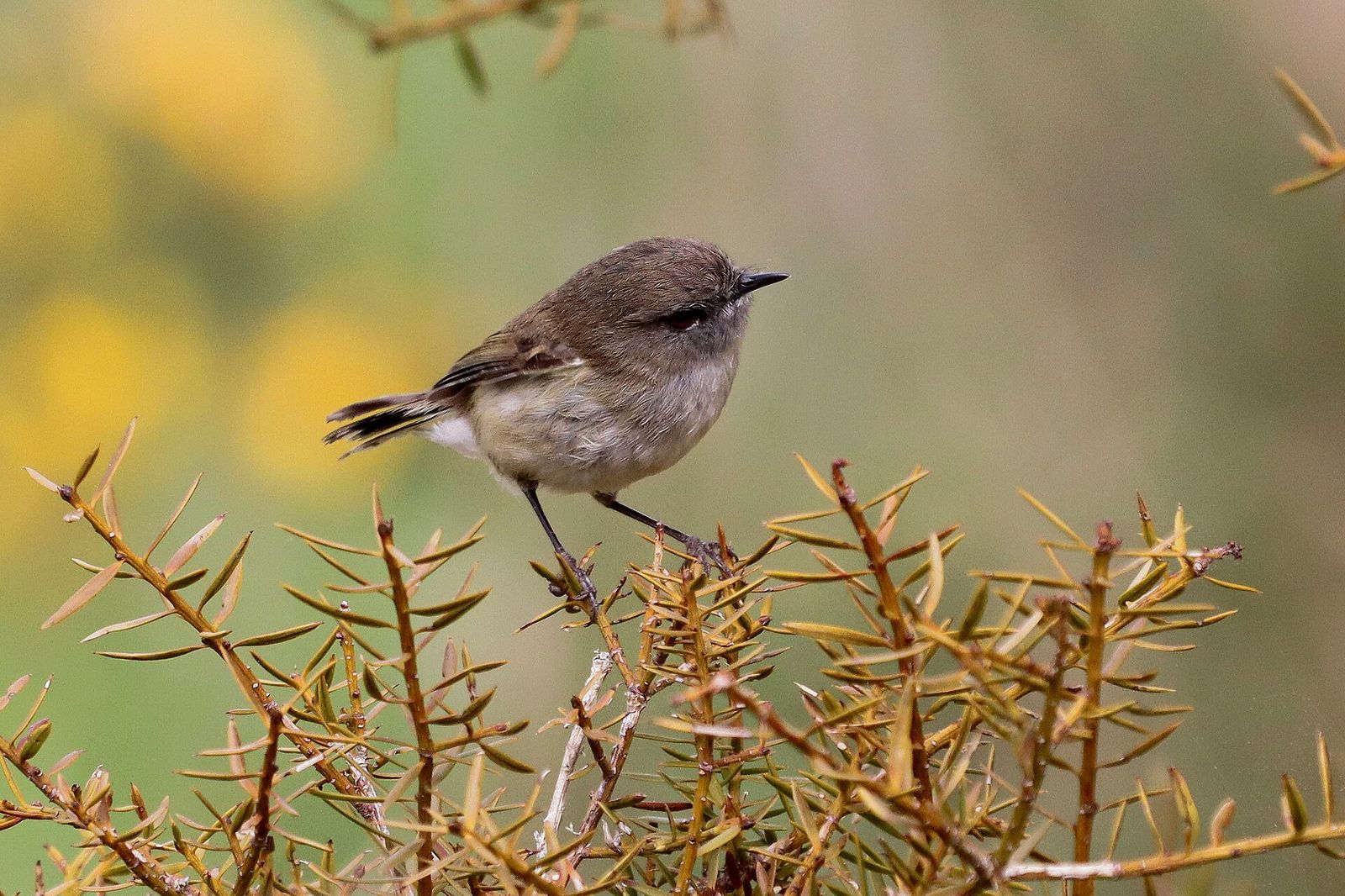 Grey Warbler