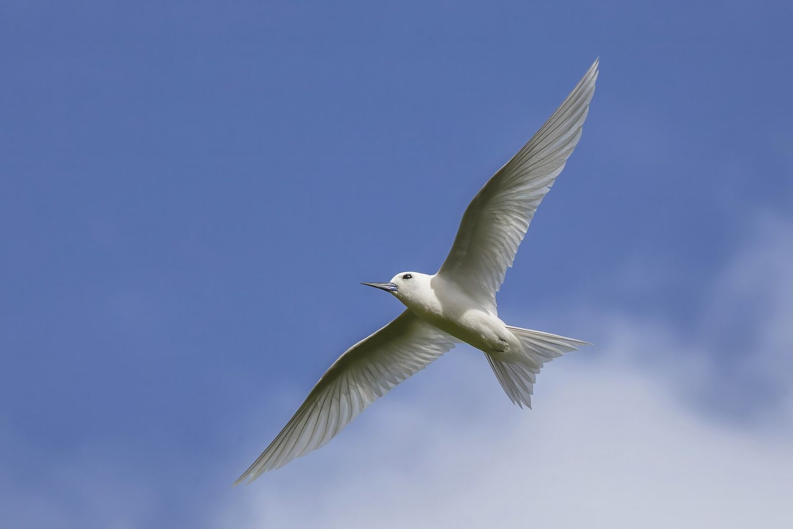 White Tern
