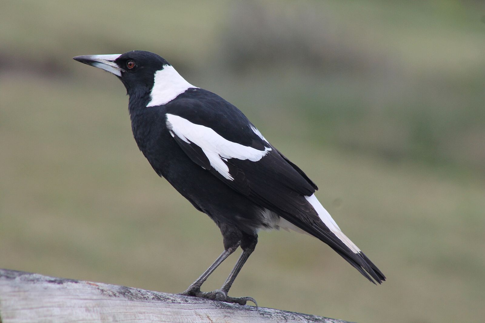 Australian Magpie