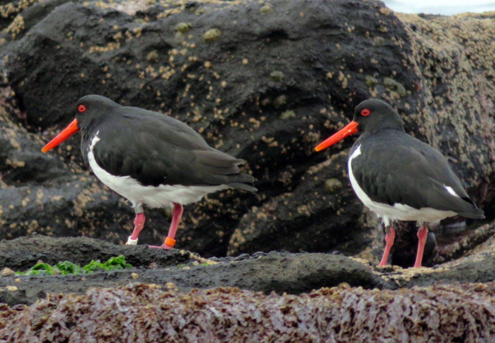 Chatham Island Oystercatcher