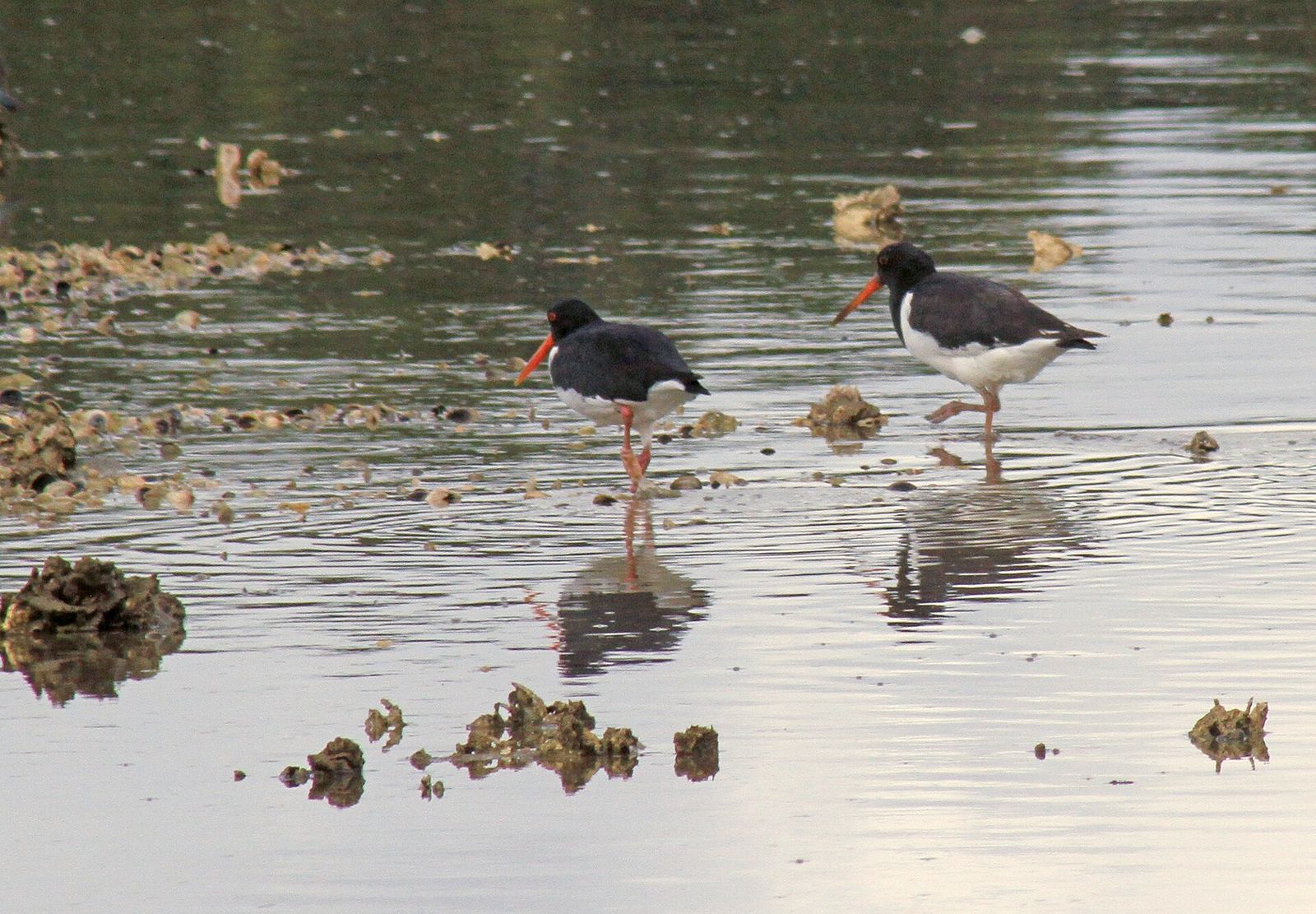 South Island Pied Oystercatcher