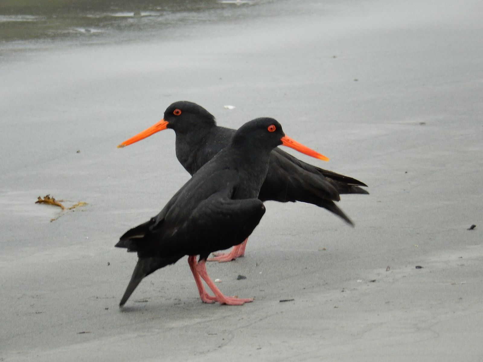 Variable Oystercatcher