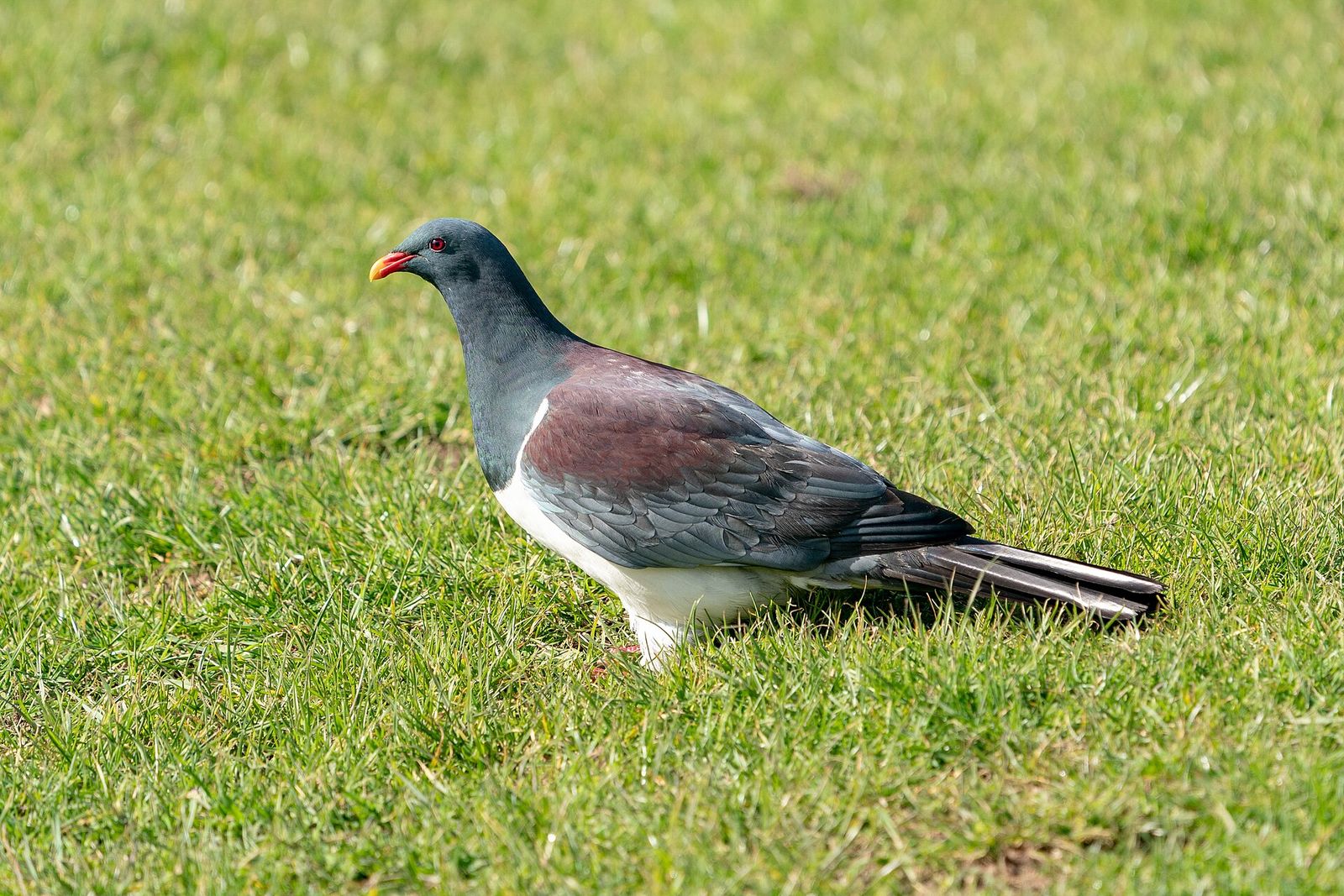 Chatham Island Pigeon