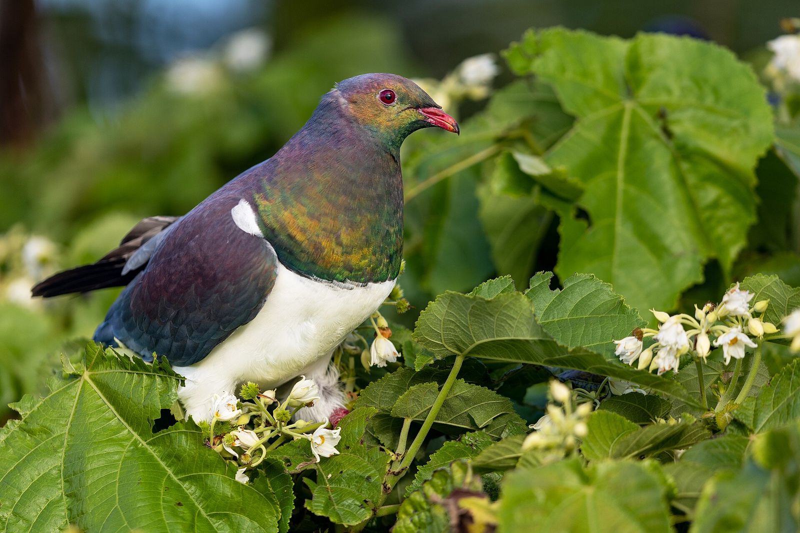 New Zealand Pigeon