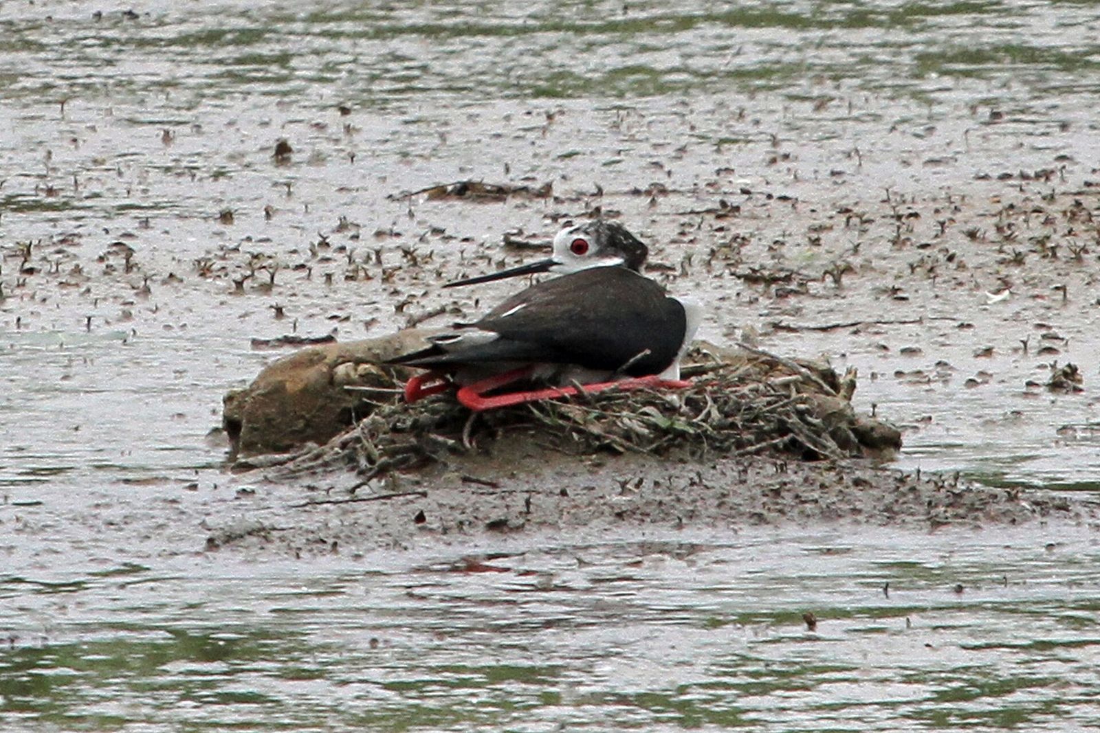 Pied Stilt