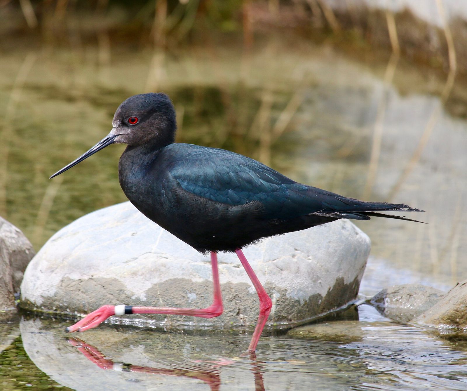 Black Stilt