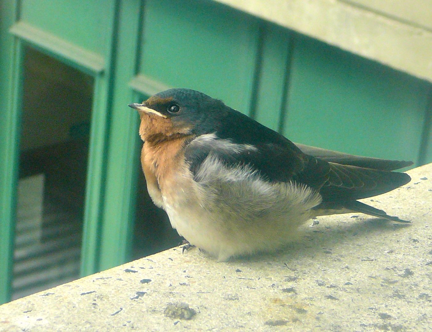Welcome Swallow