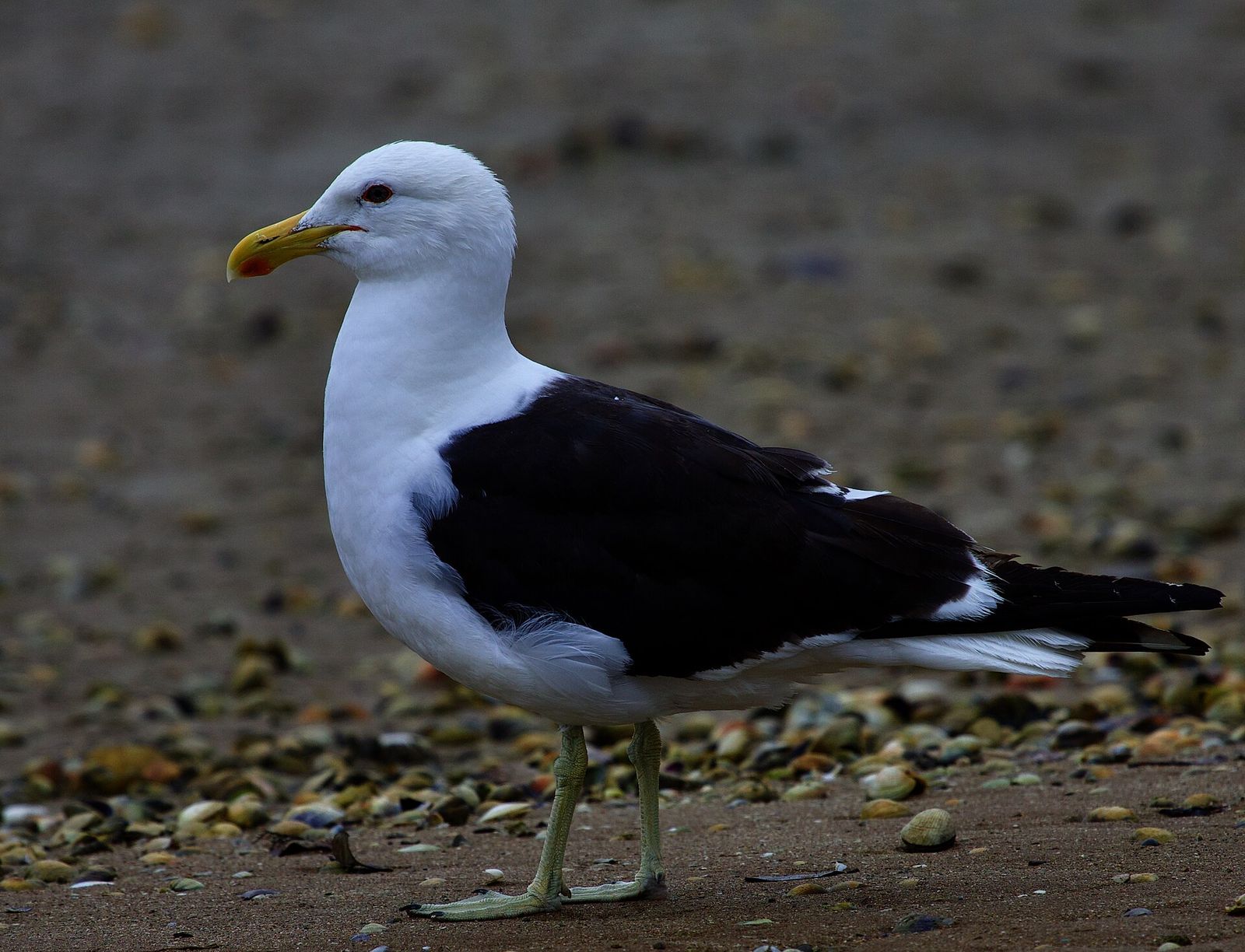 Southern Black-backed Gull