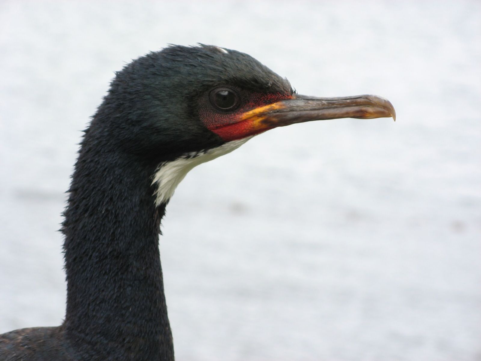Campbell Island Shag