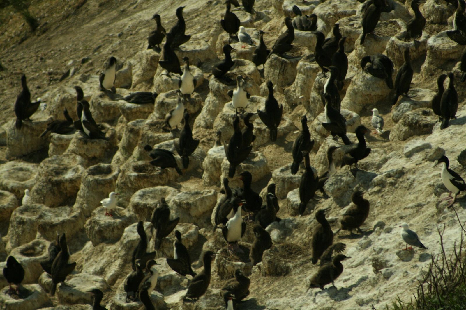 Otago Shag