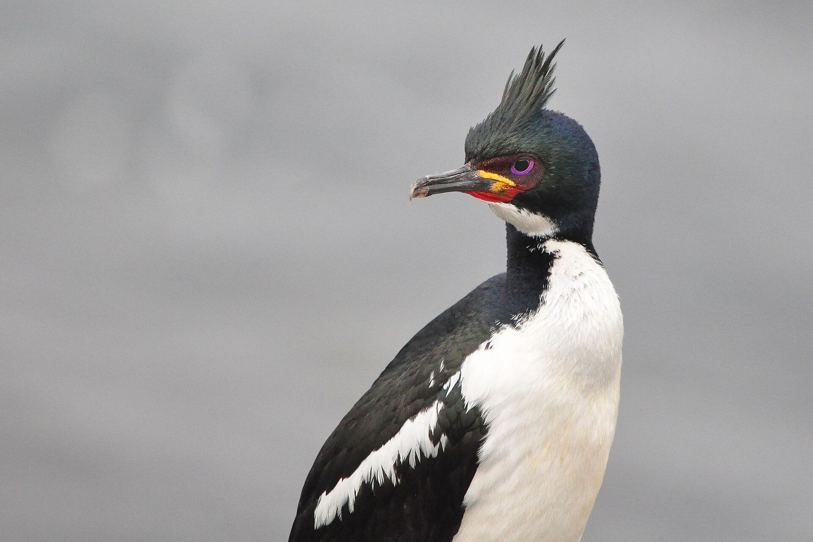 Auckland Island Shag
