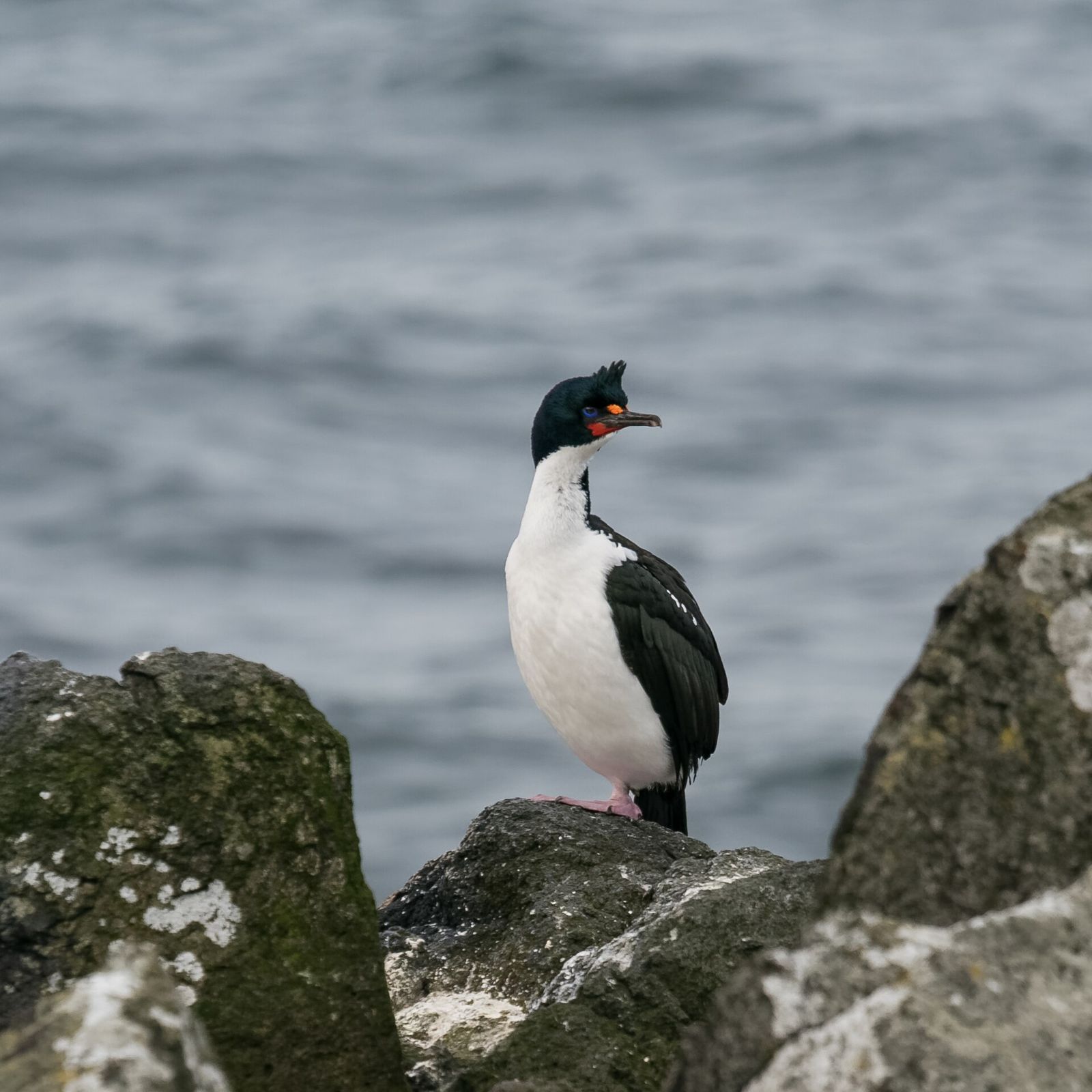 Chatham Island Shag