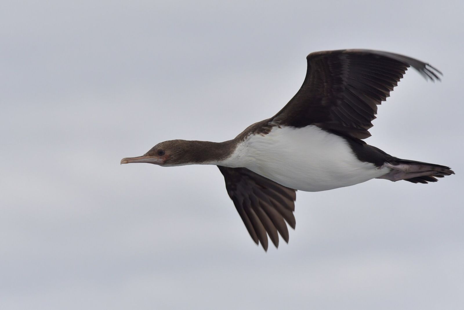 Bounty Island Shag